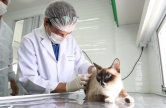 FORTALEZA,CE,BRASIL,04.10.2018: Thiago Vasconcelos, veterin&aacute;rio durante anestesia em gatinho para castra&ccedil;&atilde;o. 