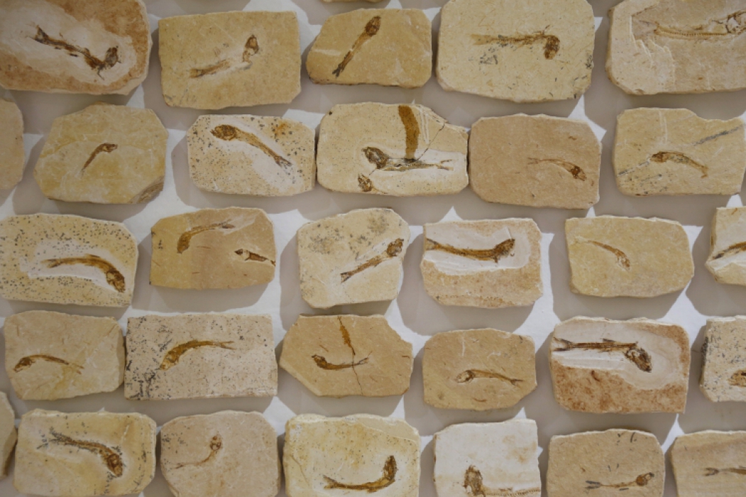 MUSEU de Paleontologia de Santana do Cariri possui rico acervo de fósseis(Foto: TATIANA FORTES)