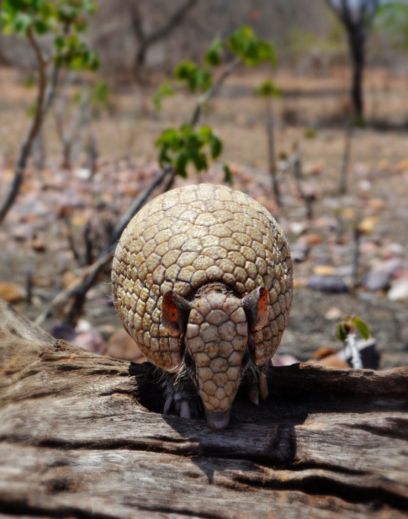 Tatu bola (tolypeutes tricinctus) é um dos animais ameaçados de extinção na Serra das Almas, Crateús, Ceará (Foto: José Miguel de Paula)