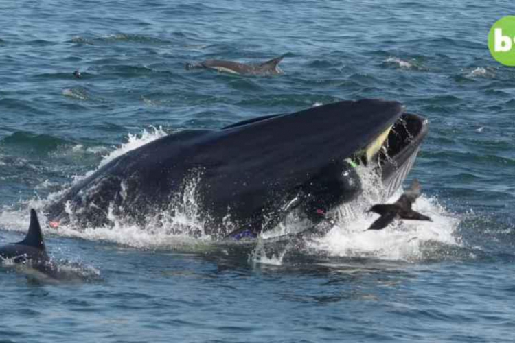 (foto: Reprodução/Youtube/BarCroft Animals)
