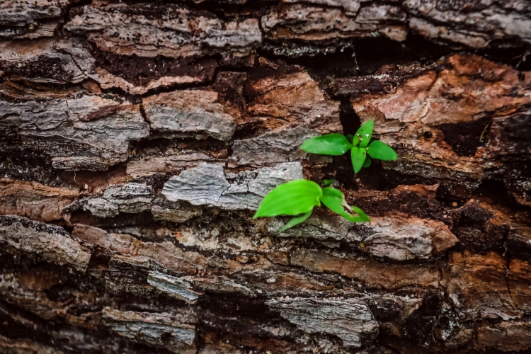 Imagens para o livro A Peleja da Água - Reportagens etnográficas