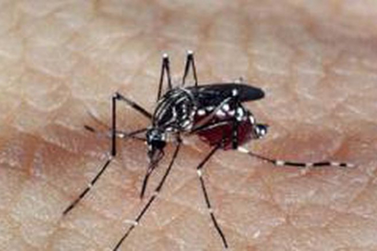 Aedes aegypti é o mosquito transmissor da dengue, chikungunya e zika vírus. O Cear&...