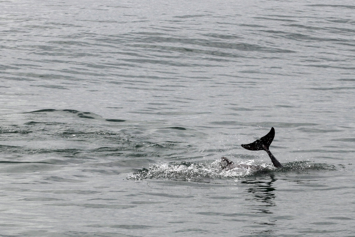 ￼GRUPOS de golfinhos são vistos em Fortaleza  (Foto: IANA SOARES 24/6/2011)