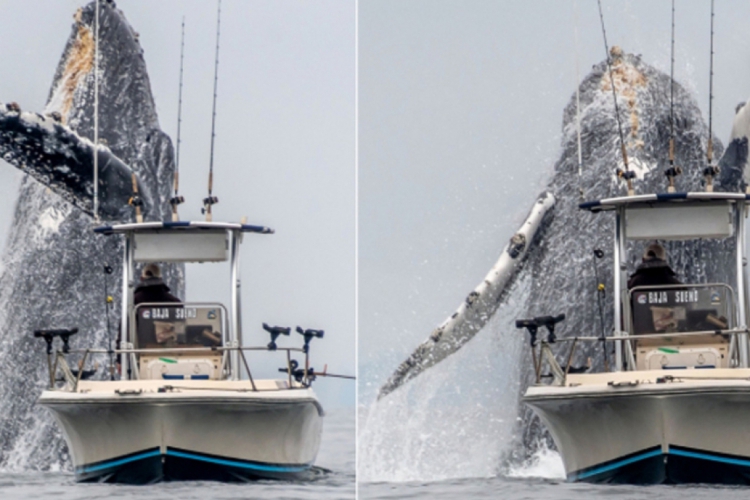 Eu fui para abaixo do deck para fotografar de um ponto de vista próximo à linha da água. É o que dá essa perspectiva incrível de estar olhando a baleia de baixo para cima, explicou Croft(foto: Reprodução/Douglas Croft)