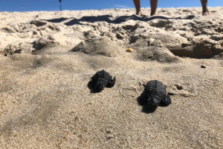 De acordo com o Instituto Verde Luz, que realiza o monitoramento da éspecie, a fêmea desovou 179 ovos.