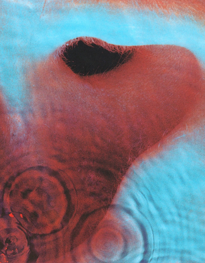 Capa do disco Meddle (1971) da banda Pink Floyd. É no lado B da obra em que está a música Echoes, com mais de 20 minutos (Foto: Divulgação)