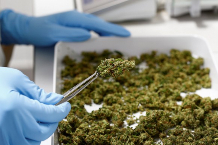 Laboratório de remédios à base de cannabis