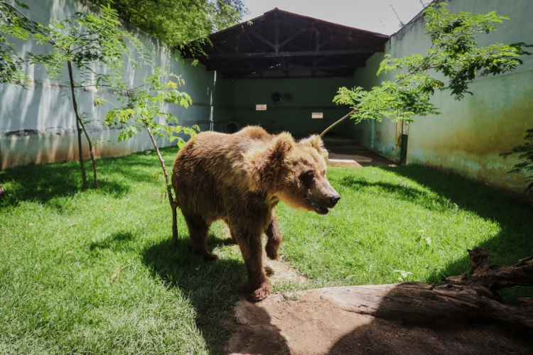 A ativista Luisa Mell defende que os ursos sejam retirados do Santuário São Francisco, em Canindé, e levados para abrigo em São Paulo