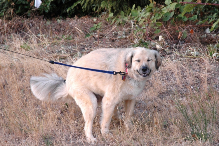 Dejetos devem ser recolhidos (foto: reprodução/Pinterest)