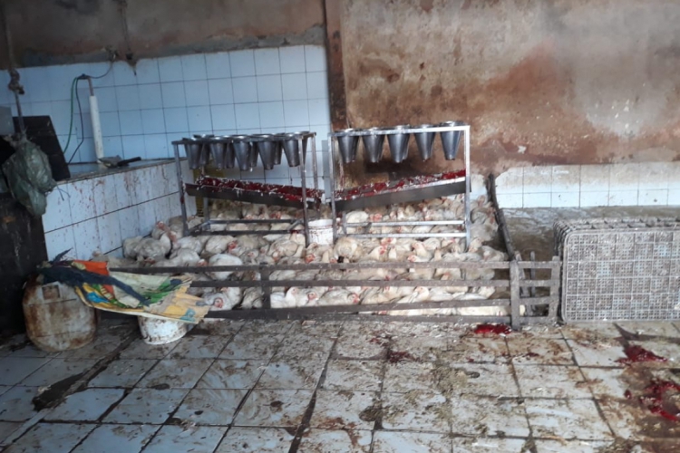 No momento da fiscalização, o ambiente estava sujo, com fezes e sangue no chão, juntamente com os animais vivos. 