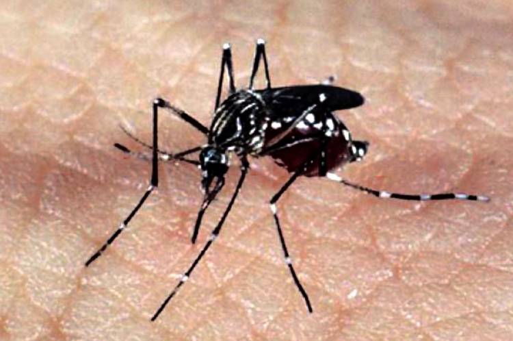 Mosquito Aedes aegypti, responsável pela transmissão dos vírus da dengue, febre chikungunya e Zika 