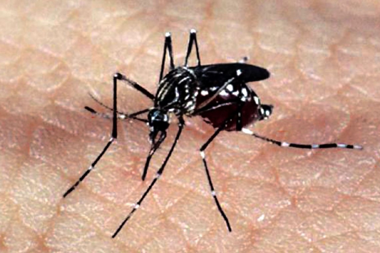 Mosquito Aedes Aegypti transmite a dengue, zika e chikungunya. Imagem de apoio ilustrativo. (foto...