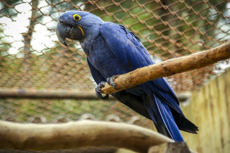 A arara-azul é uma espécie extinta, que só existe em cativeiros. Na foto, uma ararinha-azul nascida em Curitiba, no ano de 2019.