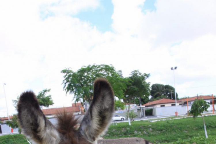 Jumentos passaram a compor as cotas de abate e têm a carne exportada para a China.(foto: Marcos ...
