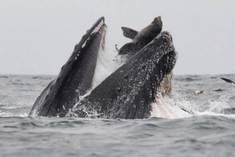 Leão-marinho pode pesar até 180kg(foto: Reprodução/Instagram)
