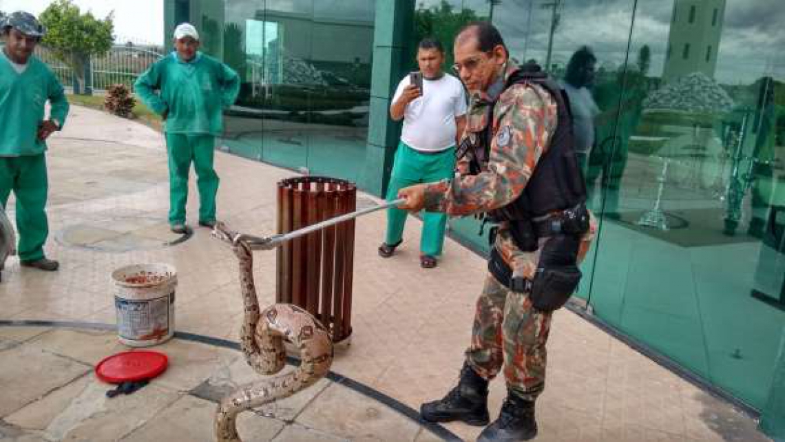 Cobra resgatada pela BPMA
