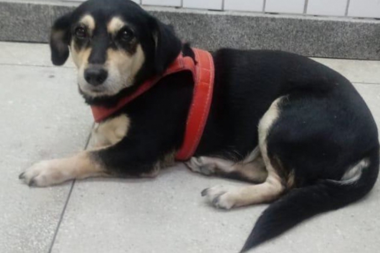 A cachorrinha chamada de Pretinha, pertencia ao homem preso e à mulher dele, informou o delegado...