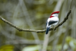 O passarinho é exclusivo do Ceará e corre risco de extinção 