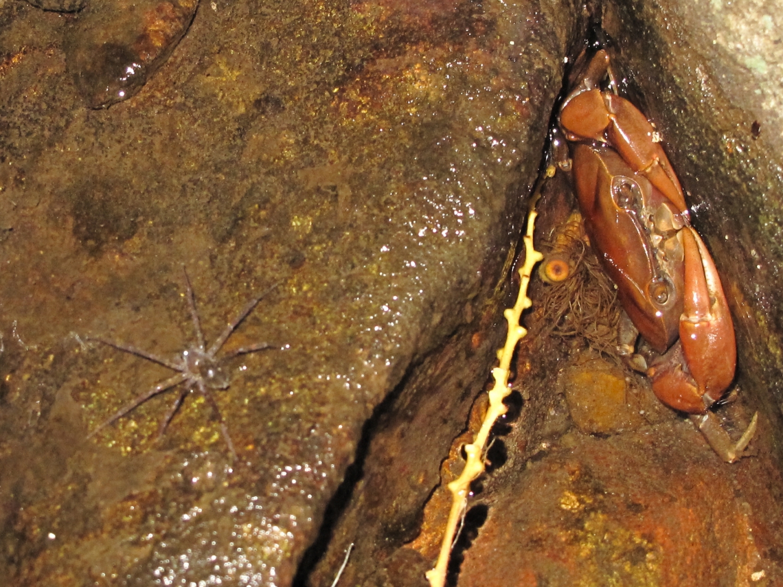 ￼KINGLEYA attenboroughi ou caranguejo do Araripe, crustáceo vivo encontrado na Chapada do Araripe (Foto: DIVULGAÇÃO)