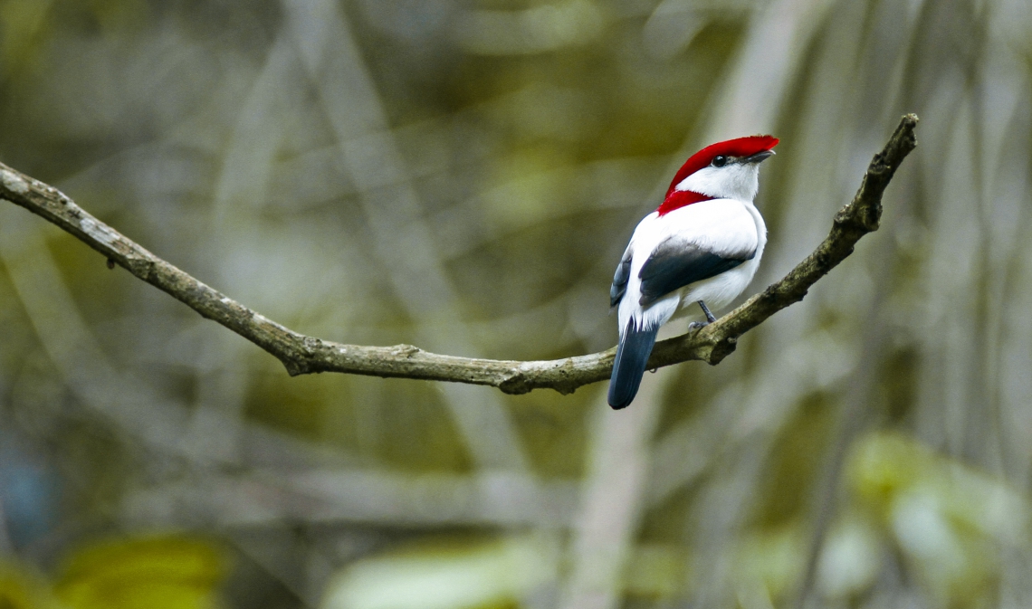O passarinho &eacute; exclusivo do Cear&aacute; e corre risco de extin&ccedil;&atilde;o
 (Foto: F&Aacute;BIO NUNES/AQUASIS/DIVULGA&Ccedil;&Atilde;O)