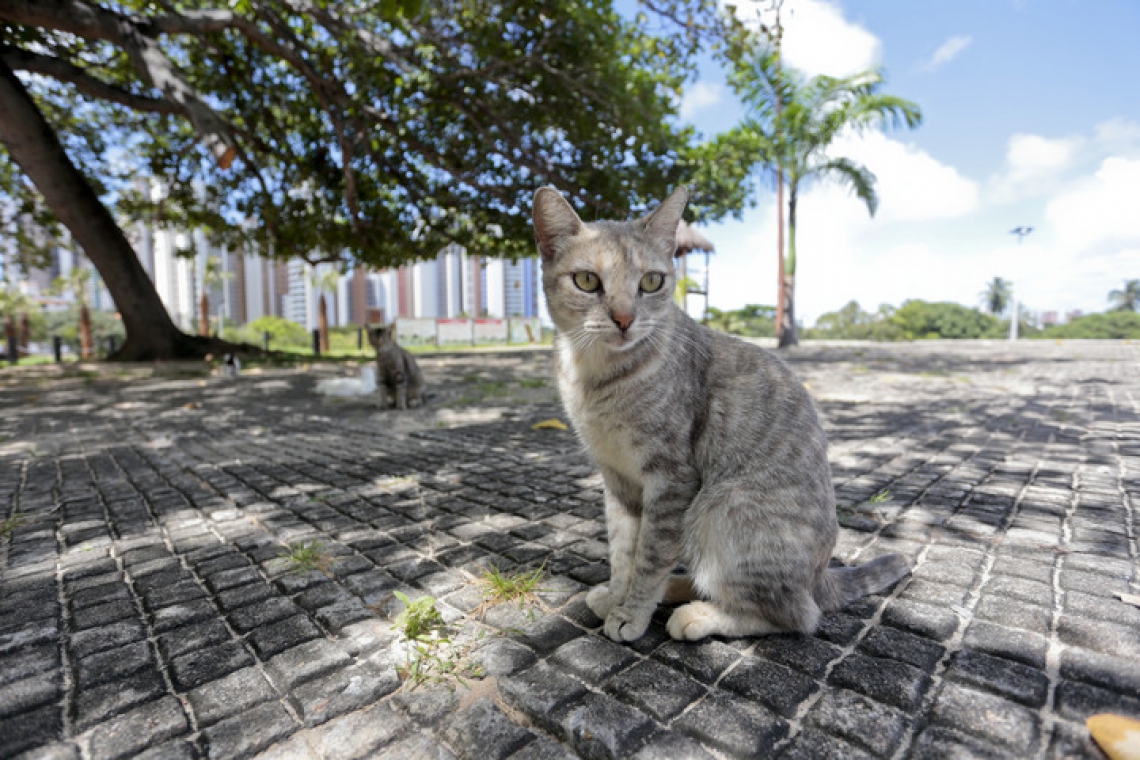  Segundo pesquisa do Instituto Pet Brasil (IPB), há um crescimento no número de gatos como animais de estimação no País.
