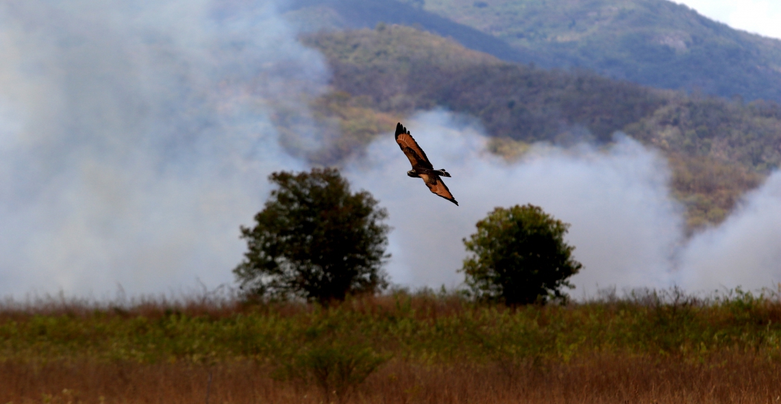 ￼Principais focos de queimada no Ceará são em Cedro, Farias Brito e Icó (Foto: Fabio Lima)