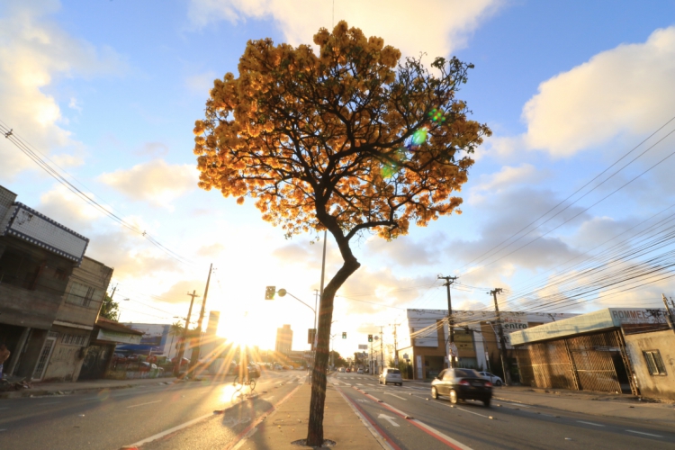Flora&ccedil;&atilde;o do Ip&ecirc;. Av. Domingos Olimpio.  (Foto: Fabio Lima/O POVO)(foto: Fabio...