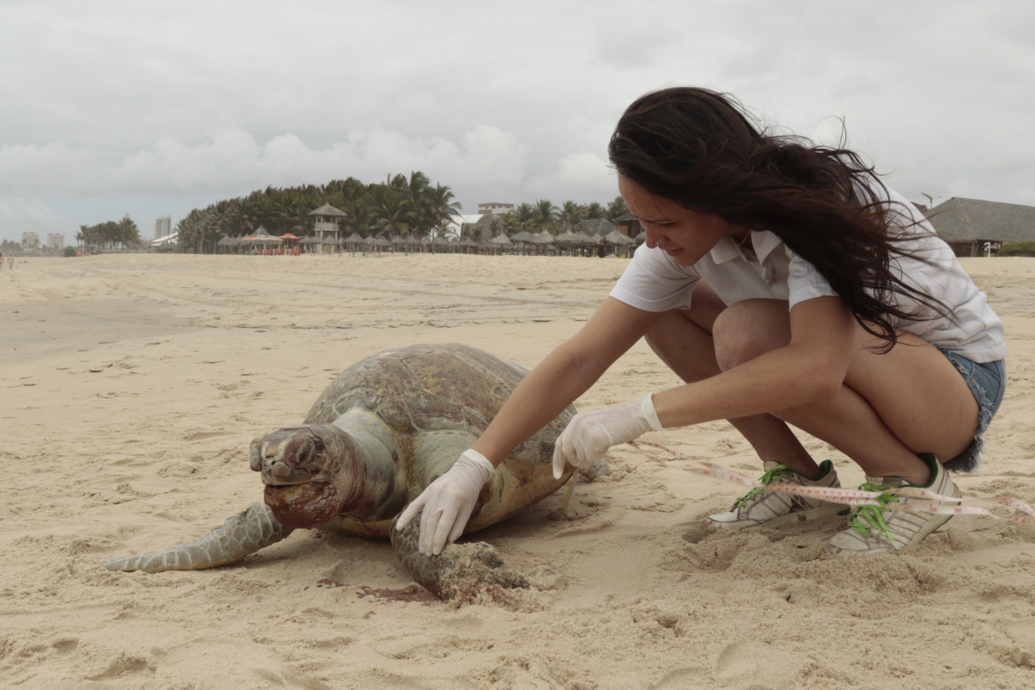￼ Adla Farah, do Instituto Verde Luz, colhe amostras em tartaruga encontrada morta na Praia do Futuro (Foto: Tatiana Fortes)