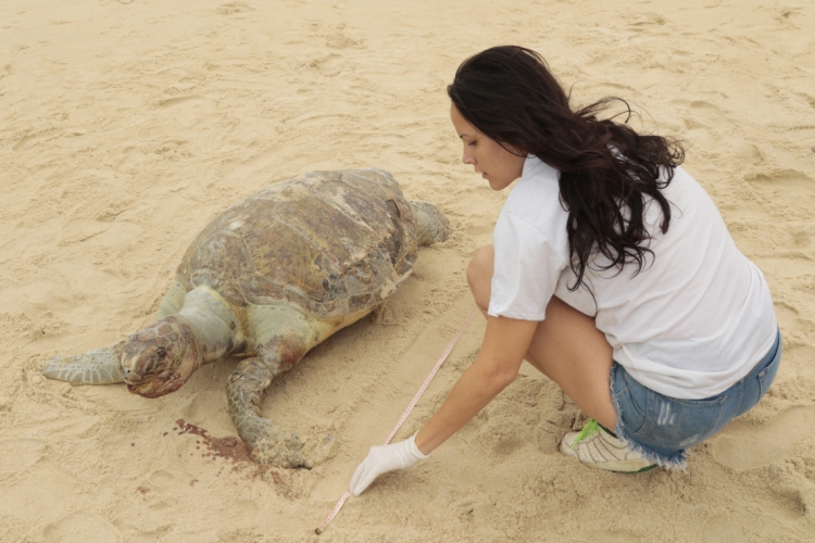 ENCALHE de tartaruga verde registrado em outubro do ano passado na Praia do Futuro(foto: Tatiana ...