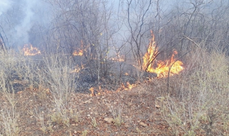 Pelo menos dois incêndios foram registrados em áreas de mata no município de Assaré 