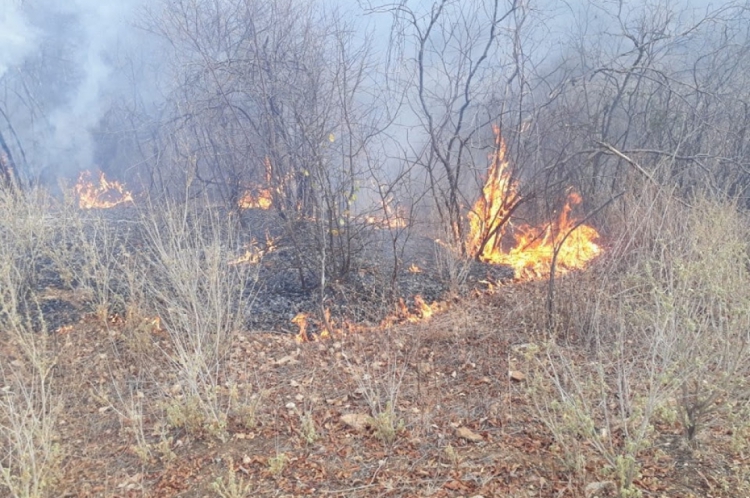 Pelo menos dois incêndios foram registrados em áreas de mata no município de Assaré