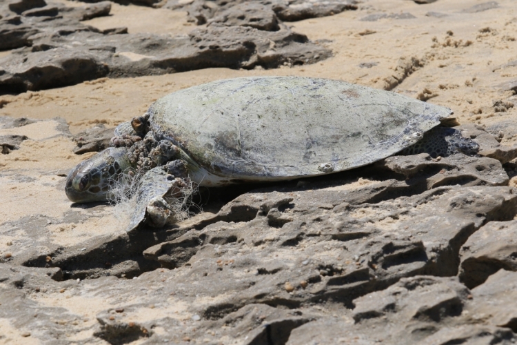 Tartaruga não apresentou óleo na parte externa, por isso ainda não é ...