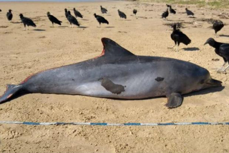 ￼A relação do óleo com a morte do animal ainda não está confirmada (foto:  Instituto Biota...