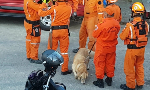 Bombeiros trabalham com cães que atuaram em Brumadinho