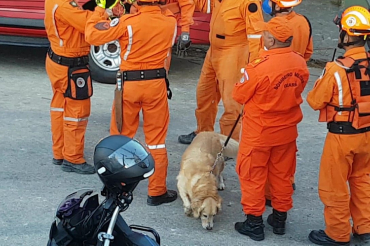 Bombeiros trabalham com cães que atuaram em Brumadinho