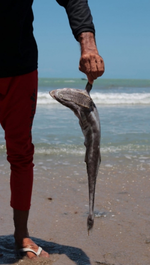 Peixe morto na Praia de Peroba