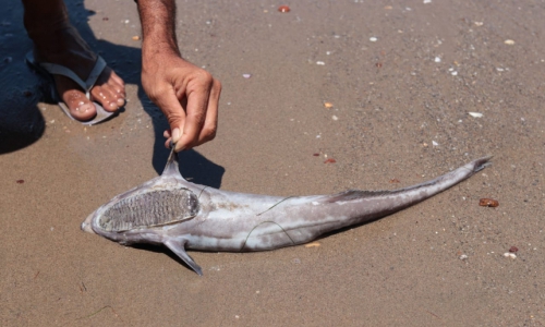 Peixe morto na Praia de Peroba