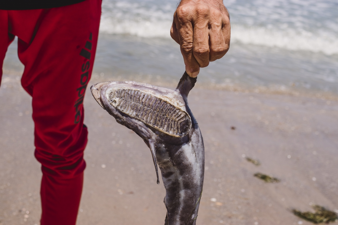 Principalmente nos meses de setembro e novembro, peixes e tartarugas foram encontrados mortos nas praias em decorrência do petróleo.