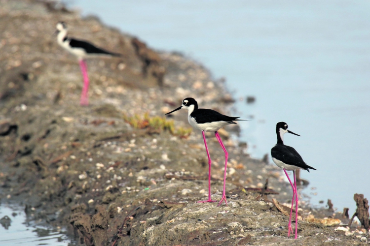 Pernilongo-de-costas-negras(foto: Demitri Túlio)