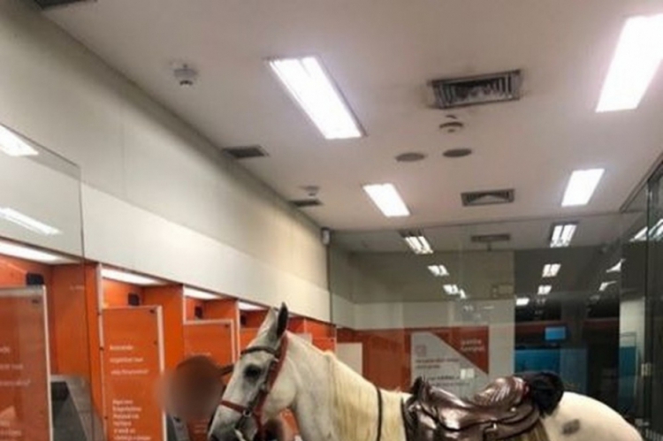 O dono afirmou que não quis deixar o animal na rua com medo de que pudessem roubá-lo
(foto: Re...