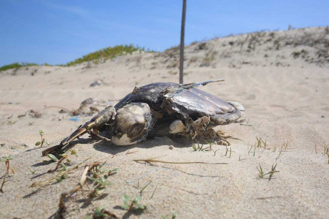 DESASTRE AMBIENTAL NO NORDESTE. Seis tartarugas encontradas mortos na praia da Emboaca, no município de Trairi, no litoral Oeste do Ceará. 1/11/2019. Crédito: Célio Ribeiro / Projeto Rizima de Educação Ambiental. (Foto: Célio Ribeiro / Projeto Rizima de Educação Ambiental)