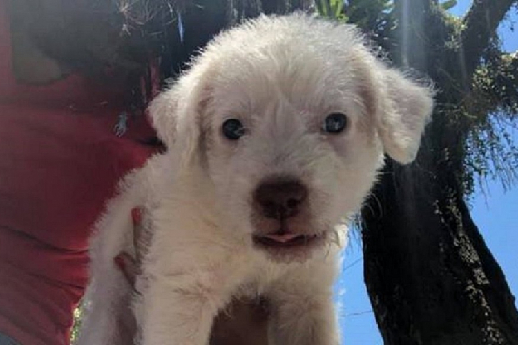 Uma moça estava doando uns filhotes e ele foi o único que sobrou. Aí fui fazer um carinho e me...