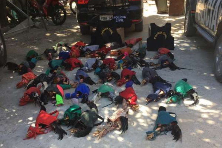 As aves foram apreendidas no município de Cascavel (foto: SSPDS )