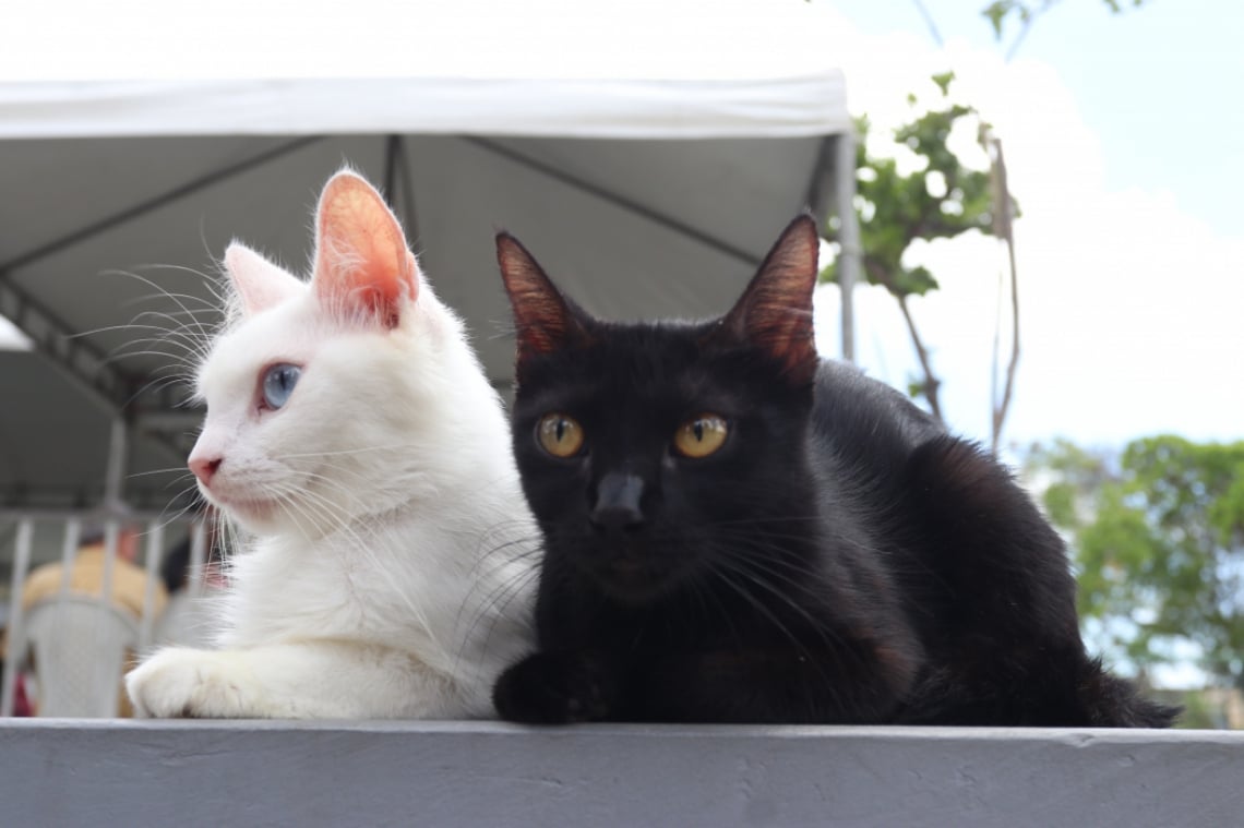 Gatos chegam a desenvolver doença hepática quando afastados dos tutores ou donos (Foto: Tatiana Fortes em 13/11/2019)
