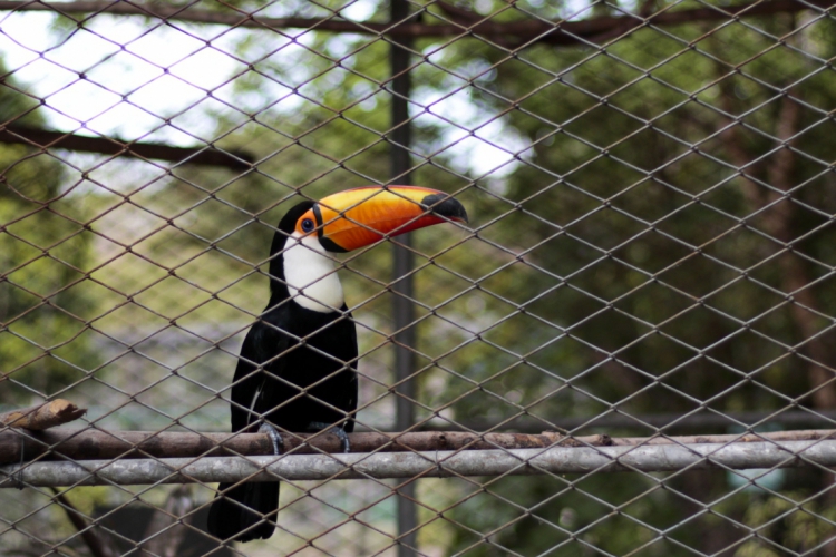 Mais de trinta espécies de animais resgatados em 2019 estão abrigados no zool&oacut...