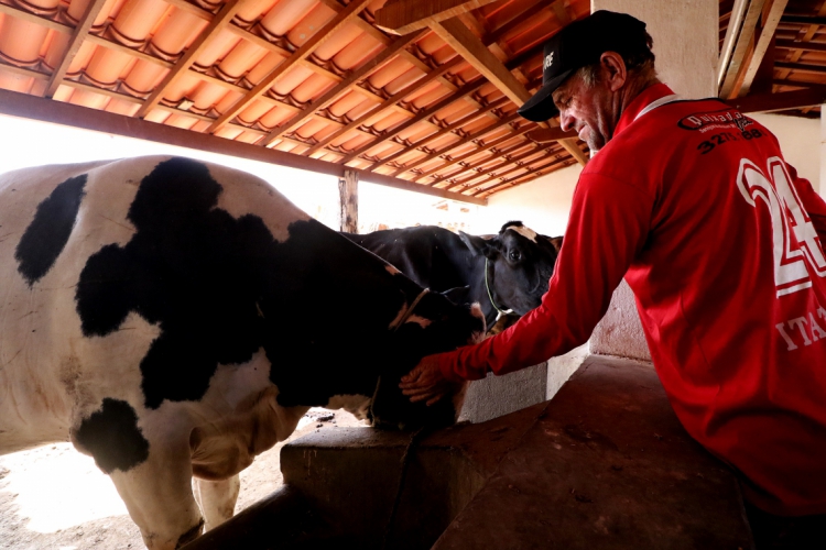 A brucelose é uma doença transmitida por gado, ou por produtos de origem animal. Em geral, não é contagiosa para humanos (Foto: Fabio Lima/O POVO))