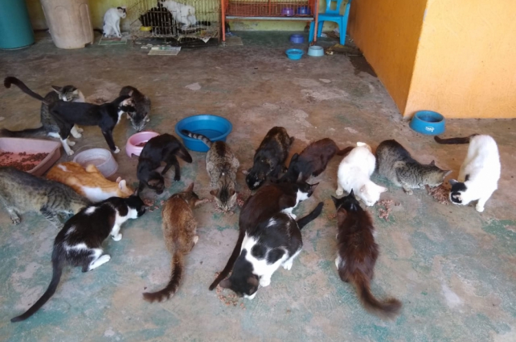 Upac mantém cerca de 350 animais e lida com situação de abandono todos os dias