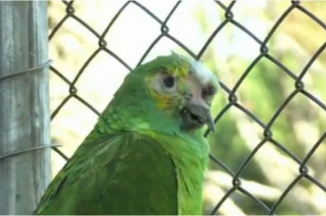 Papagaio roubado volta sozinho para zoológico