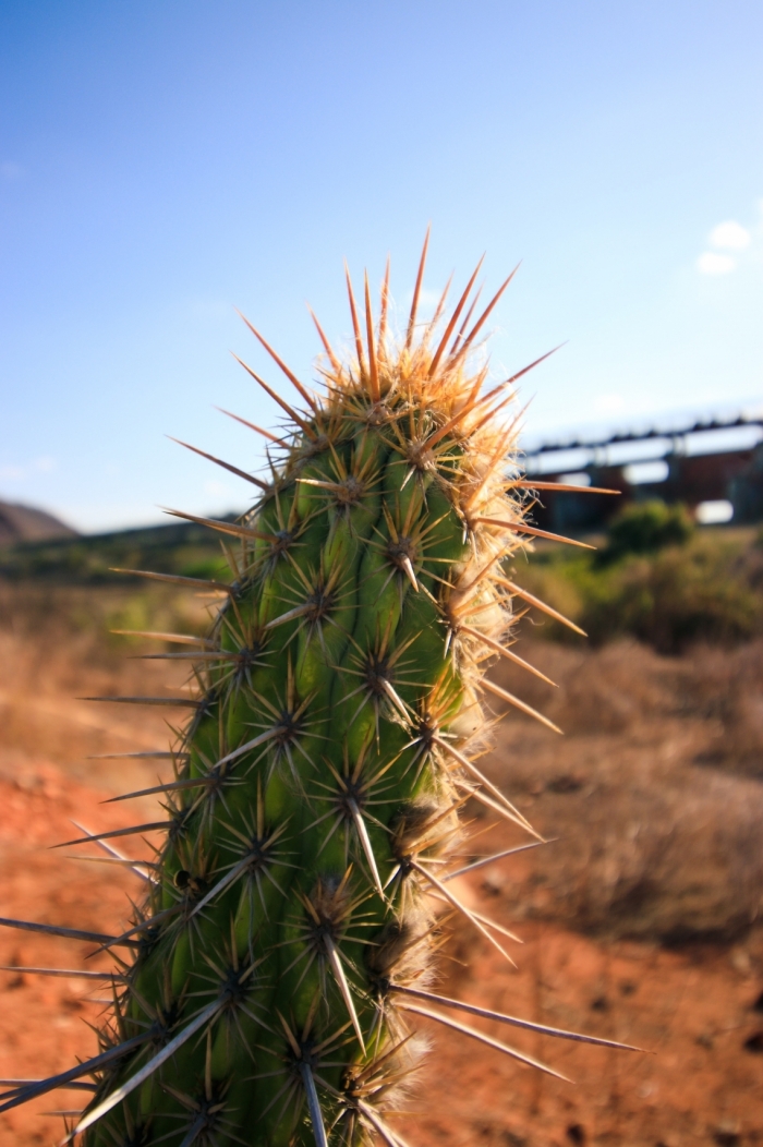 A Caatinga abrange cerca de 11% do território brasileiro
 (Foto: AURÉLIO ALVES)