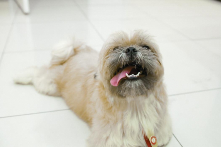 Os animais possuem uma audição mais sensível e podem ficar estressados com o barulho dos fogos...